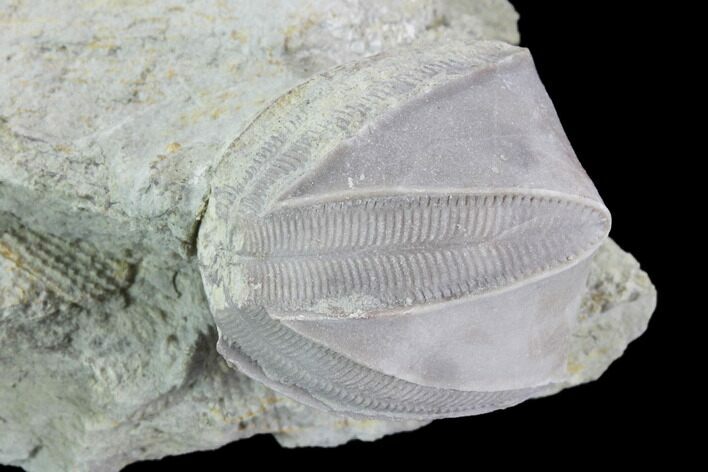 Blastoid (Pentremites) Fossil - Illinois #92235